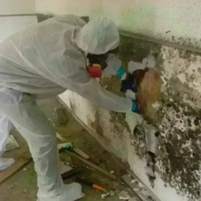 Mold Remediation and Removal in Edinburg, VA